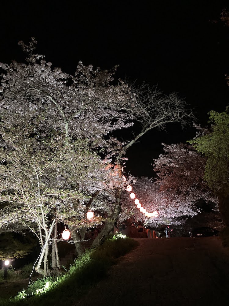 根来寺の夜桜