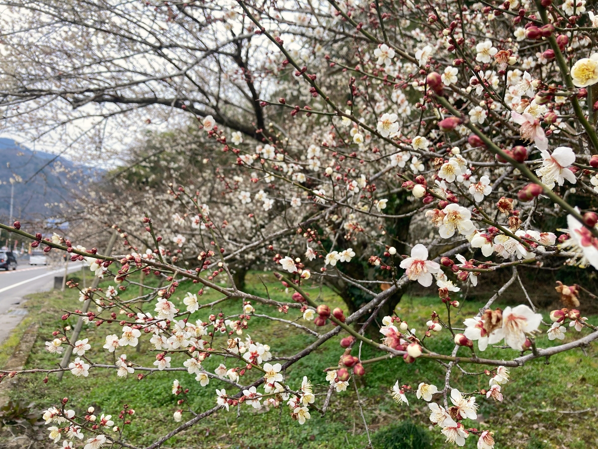 かつらぎ町の道の駅くしがきの里で梅の花がきれいに咲いていた