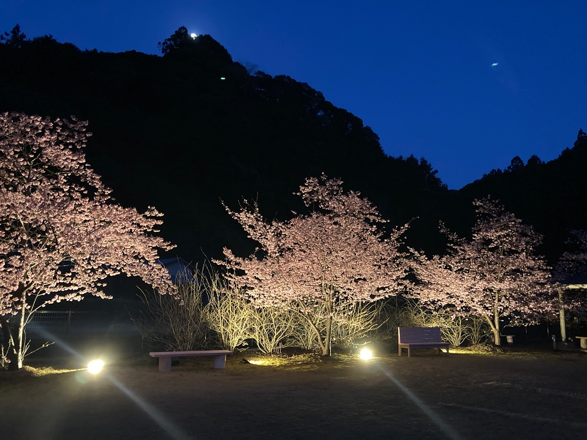 古座川町の桜フェア2023情報と河津桜ライトアップレポート