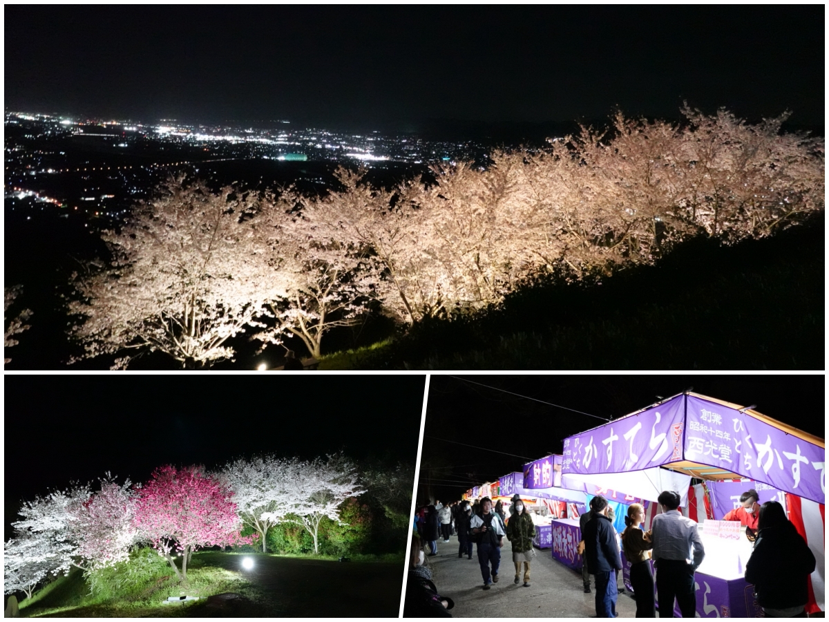 和歌山の夜桜2023