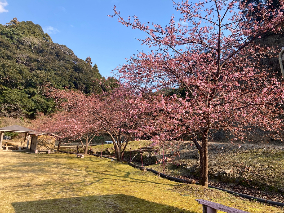 鶴川公園の河津桜